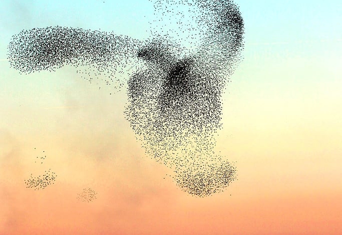 murmuration of starlings