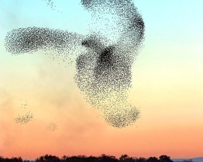 murmuration of starlings