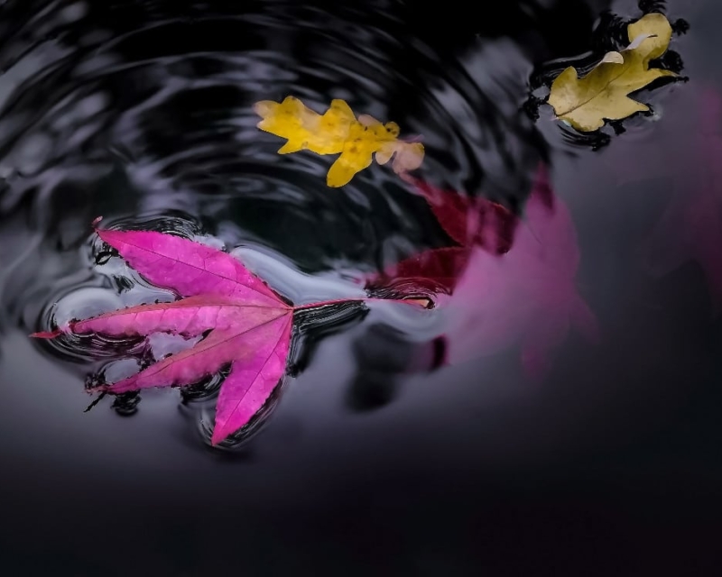 Ripples on a pond