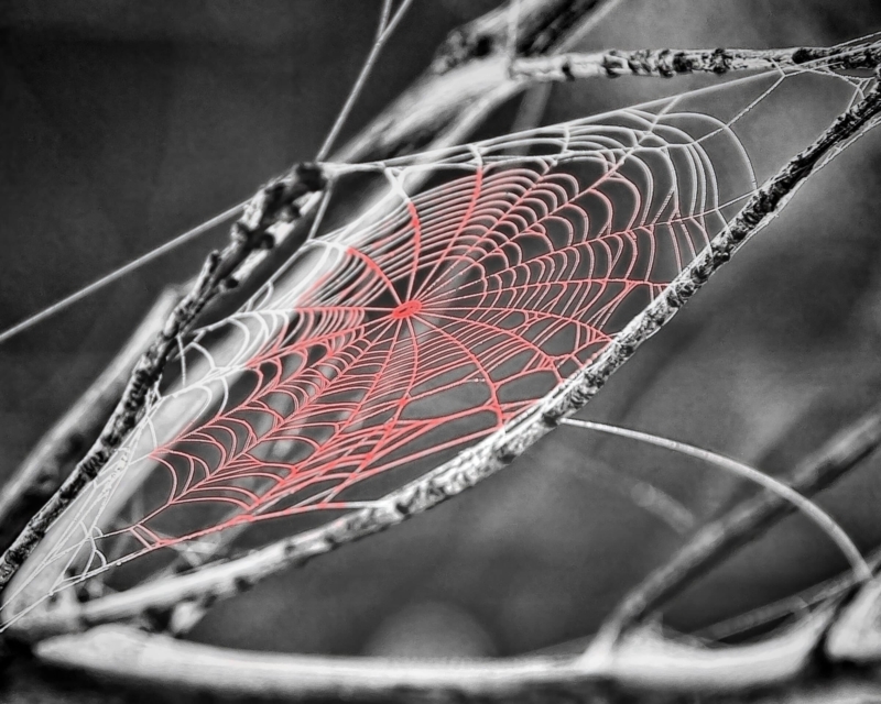 Tangled Web