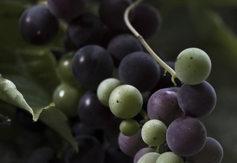 Black and green grapes