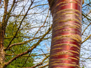 Tibetan Cherry