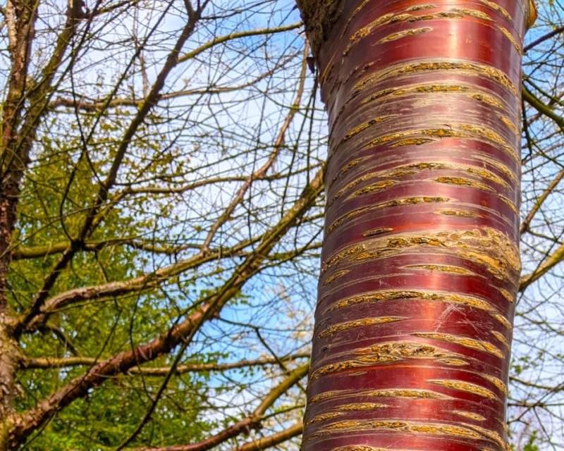 Tibetan Cherry