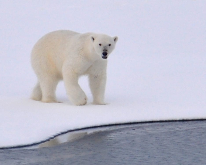 Polar bear