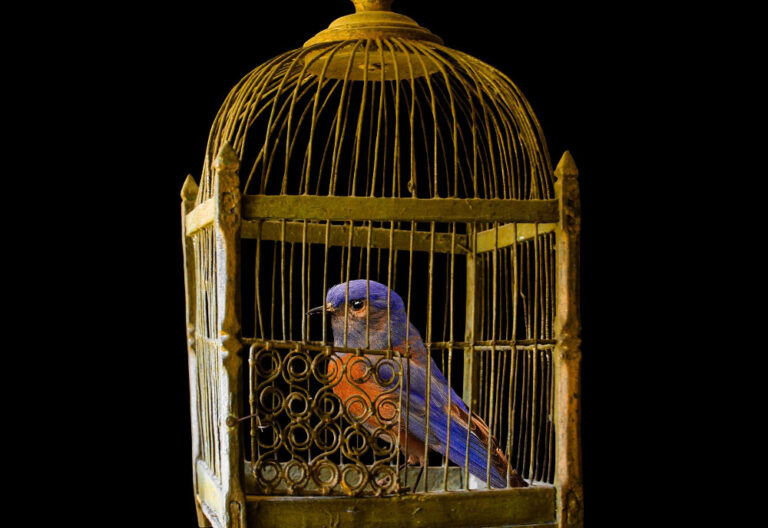 Bird in a gilded cage