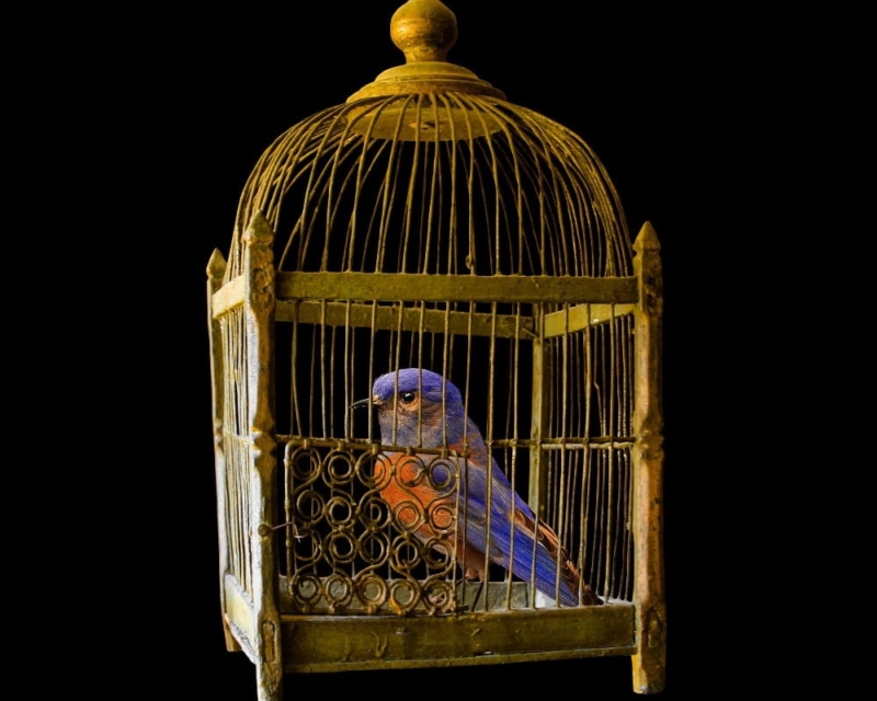 Bird in a gilded cage