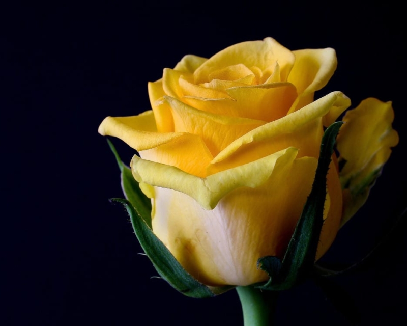 Yellow rose