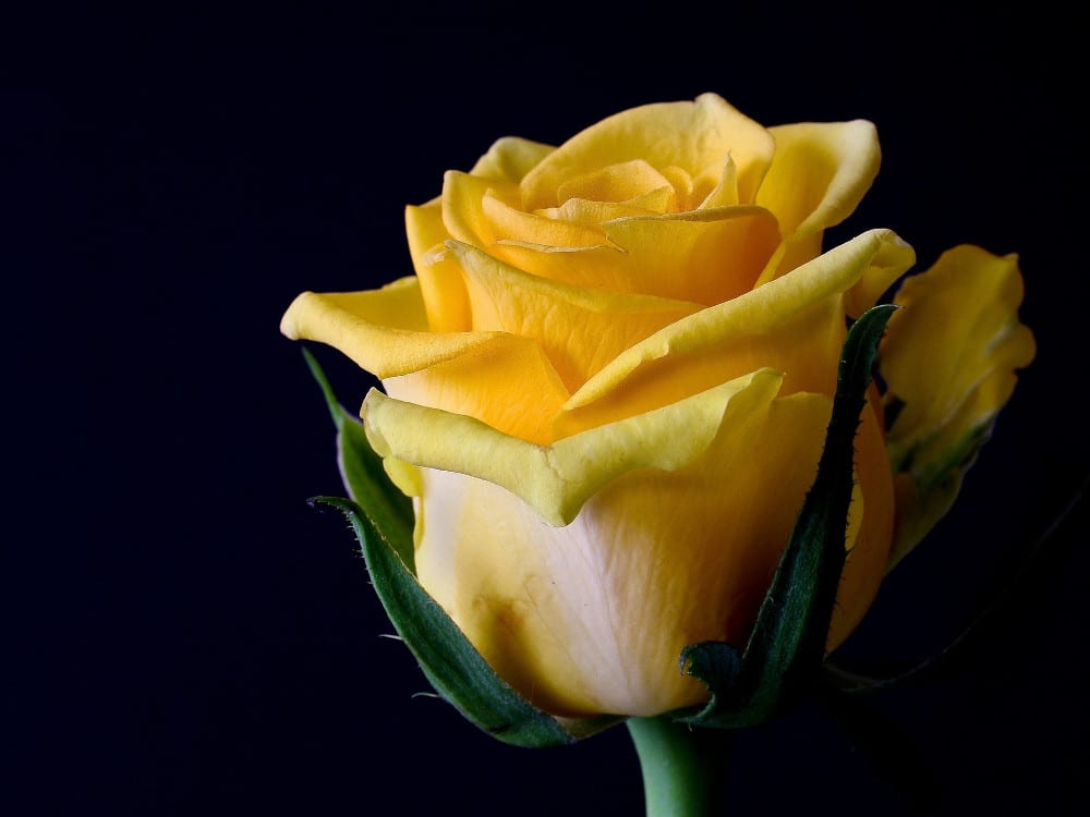 Yellow Rrose The Yellow Rose - Royal Literary Fund