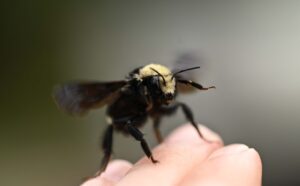 A photo of a bee on an outstretched hand. Image by Genevieve Curry, Unsplash.