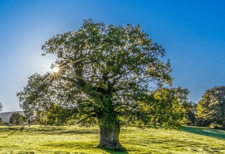 An image of a tree in full leaf, against a bright blue sky.