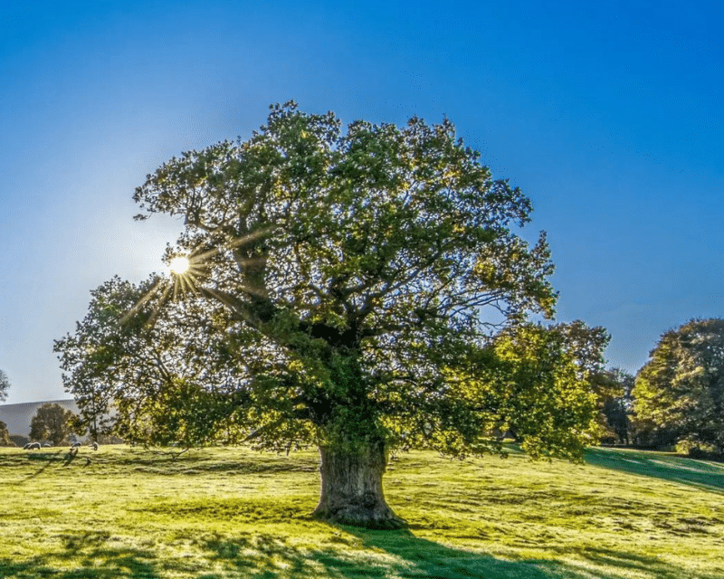 An image of a tree in full leaf, against a bright blue sky.