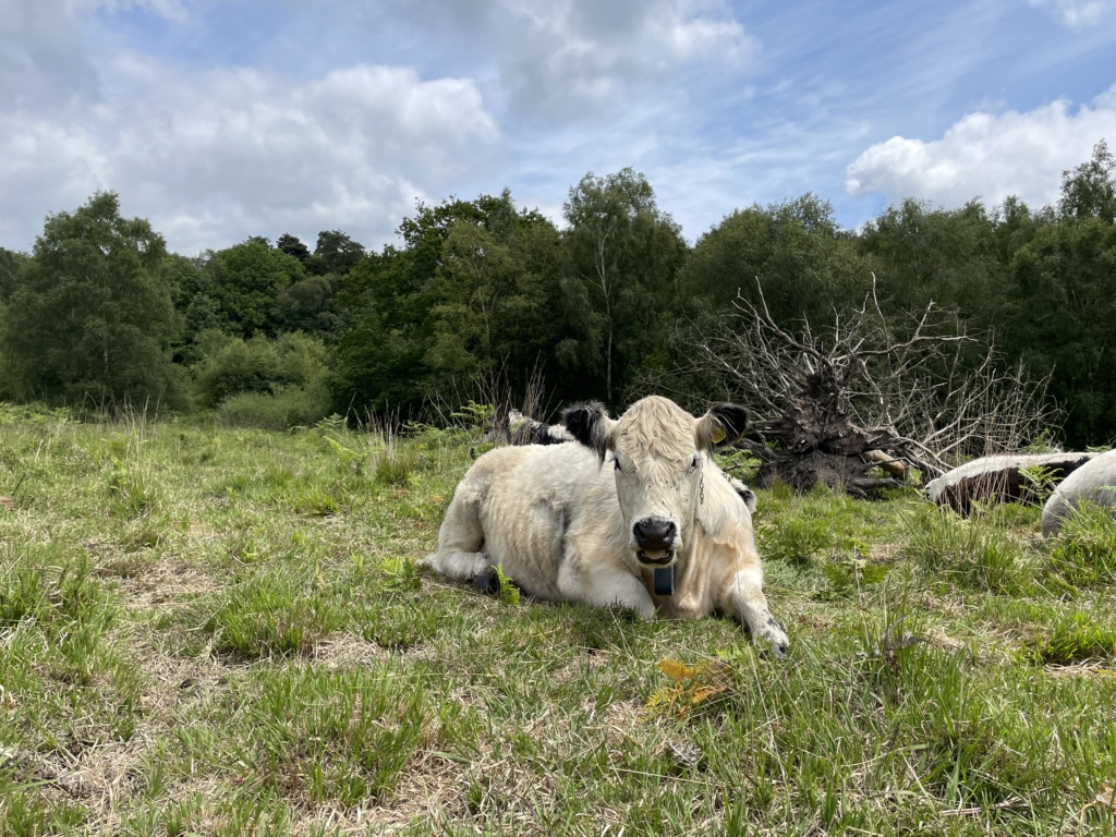 ‘Riggit’ Galloway cattle are usually identifiable by the white stripe running down their spine. © Sanjida O’Connell.