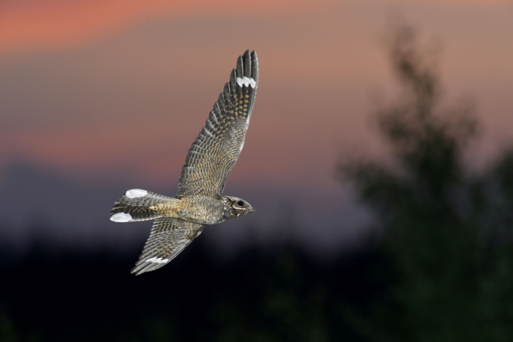 The Nightjar Caprimulgus europaeus © Alamy.